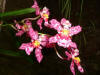 Plants-01