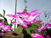 Plants 09