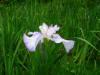 Plants-12