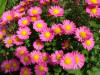 Plants-14