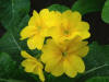Plants-15