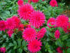 Plants-25