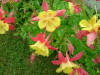 Plants-31