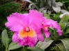 Plants-35