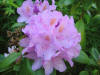 Plants-36