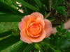 Plants-47