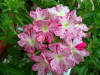 Plants-49