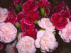 Plants-50