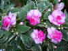 Plants-52