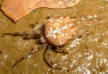 Animals 01