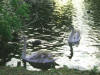 Animals 08