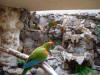 Animals 12