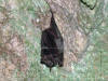 Animals 26