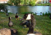 Animals 42