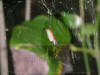 Animals 49