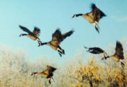 A gaggle