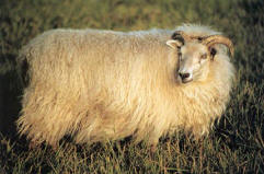 Ovine