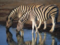 Foal